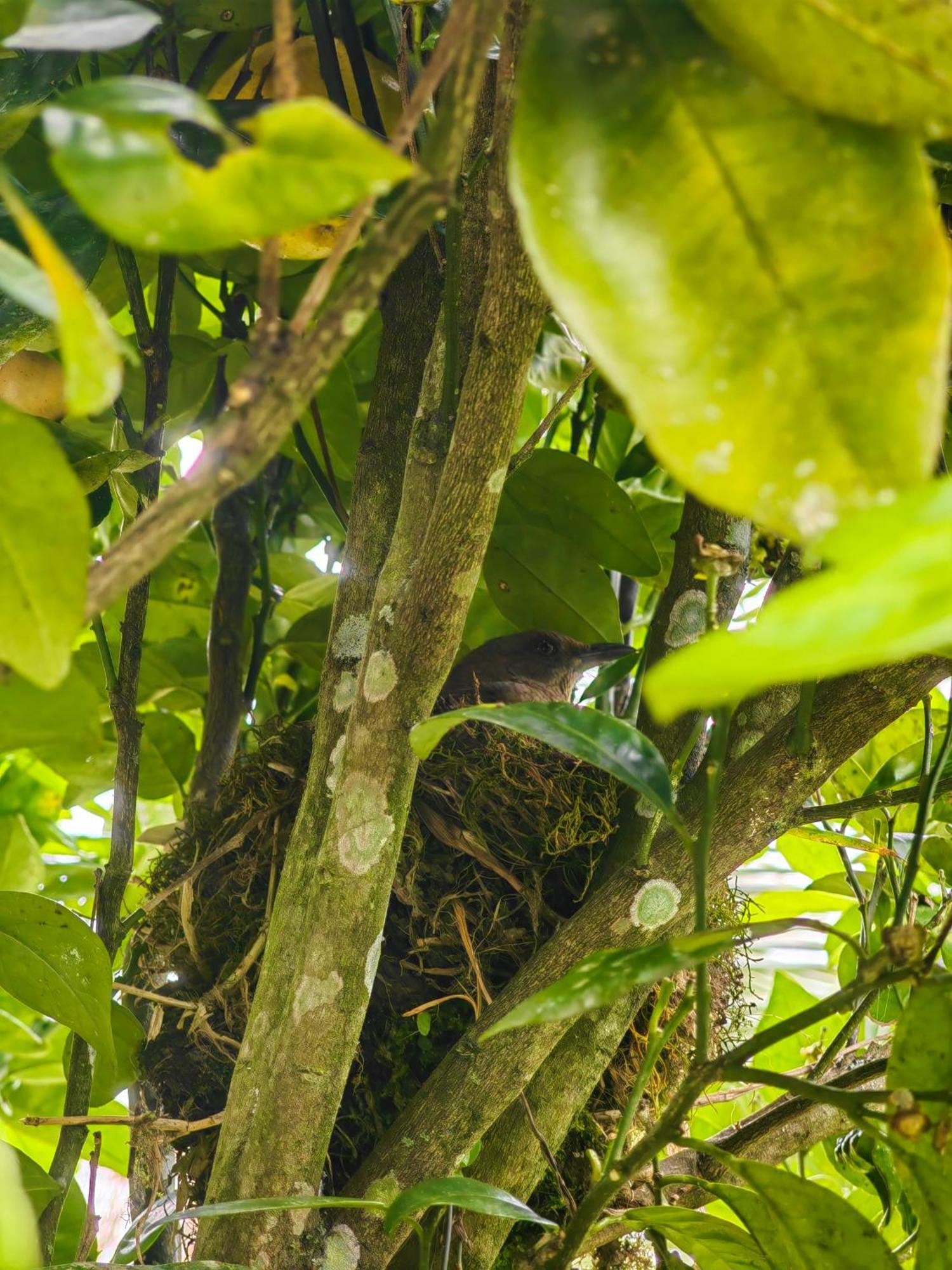 Paraiso Cocora Salento Zewnętrze zdjęcie