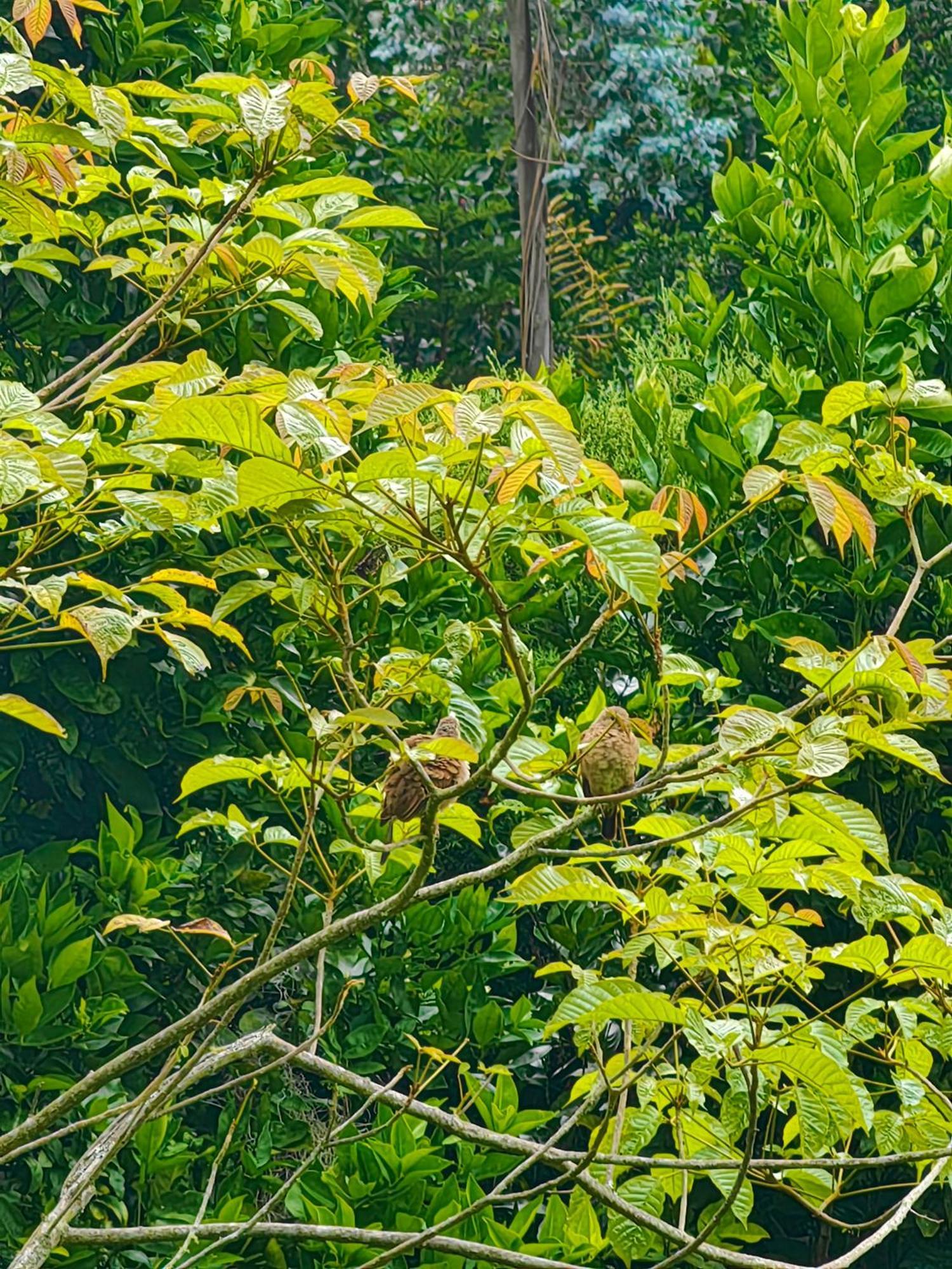 Paraiso Cocora Salento Zewnętrze zdjęcie
