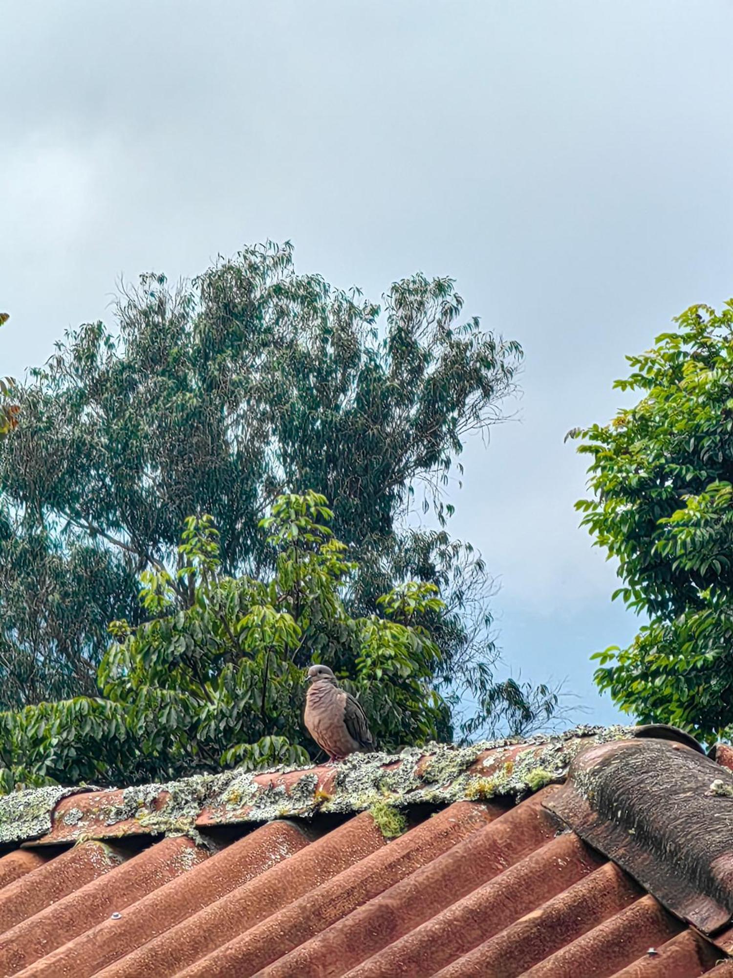 Paraiso Cocora Salento Zewnętrze zdjęcie